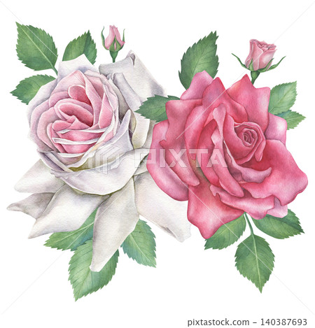 White and pink roses bloom with green leaves and bud, composition isolated on white background. Watercolor floral illustration. Hand drawn. For invitations, design, fabrics and textiles. White and pink roses bloom with green leaves and bud, composition isolated on white background. Watercolor floral illustration. Hand drawn. For invitations, design, fabrics and textiles. 140387693