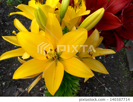 A flowerbed scene in early summer, featuring vibrant yellow lilies in bloom. A flowerbed scene in early summer, featuring vibrant yellow lilies in bloom. 140387714