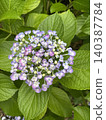 A close-up photo of pale purple hydrangea 140387784