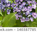A close-up photo of pale purple hydrangea 140387785