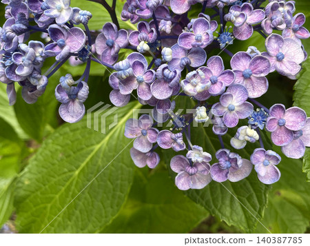 淡紫色繡球花的特寫照片 淡紫色繡球花的特寫照片 140387785