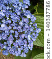 A close-up photograph of a Hydrangea macrophylla. 140387786