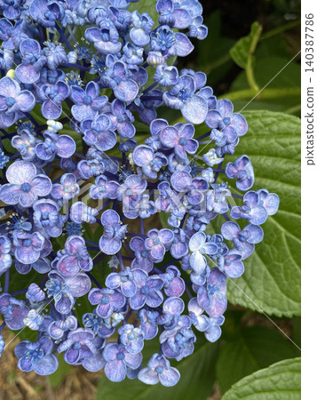 一張繡球花(Hydrangea macrophylla)的特寫。 一張繡球花(Hydrangea macrophylla)的特寫。 140387786
