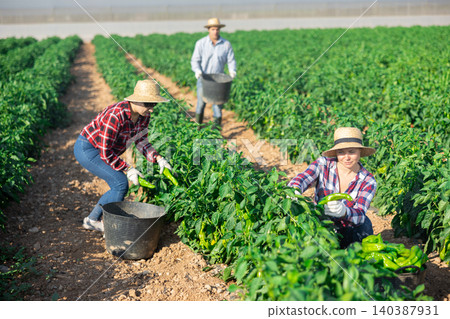Two women and man harvesting green bell peppers together in field 140387931