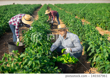 Man picking green pepper on field Man picking green pepper on field 140387961
