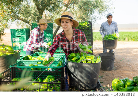 Two women sorting and stacking bell peppers in baskets and boxes on farm 140388018