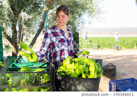 Farmer woman stacking green bell peppers in basket in farm backyard after harvest Farmer woman stacking green bell peppers in basket in farm backyard after harvest 140388021