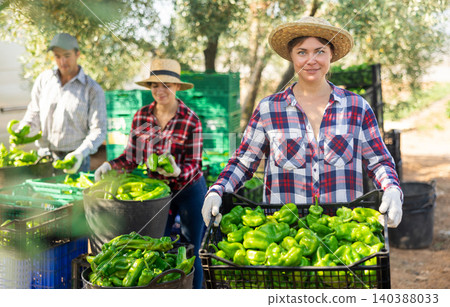 Portrait of woman farmer holding crate of bell pepper Portrait of woman farmer holding crate of bell pepper 140388033