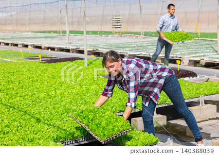 Team of farmers work in greenhouse. Focused female worker stacking tray with green sprouts Team of farmers work in greenhouse. Focused female worker stacking tray with green sprouts 140388039
