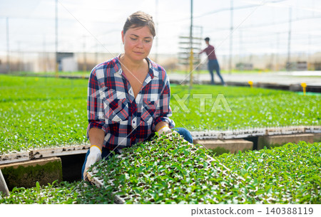 Woman working in greenhouse is engaged in growing ornamental grass seedlings in cassettes Woman working in greenhouse is engaged in growing ornamental grass seedlings in cassettes 140388119