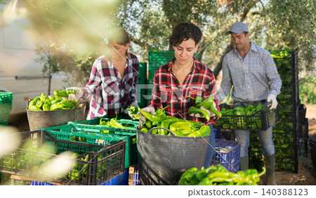 Team of farmers sorting green bell peppers in backyard of farm after harvest Team of farmers sorting green bell peppers in backyard of farm after harvest 140388123