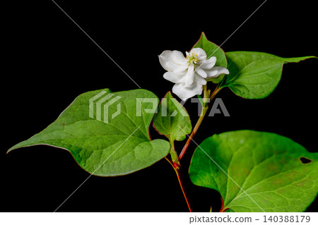 Flowers of double-bloomed Tokugawa Dokudami Flowers of double-bloomed Tokugawa Dokudami 140388179