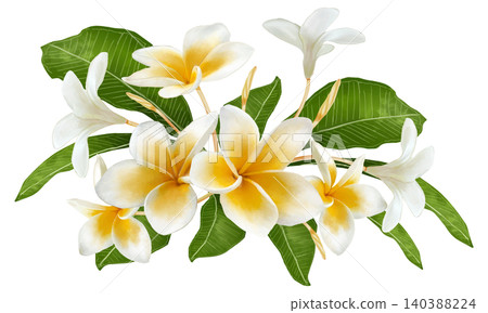An illustration (watercolor) of a plumeria flower in bloom. 140388224