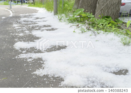 Poplar fluff accumulated on the sidewalk Poplar fluff accumulated on the sidewalk 140388243