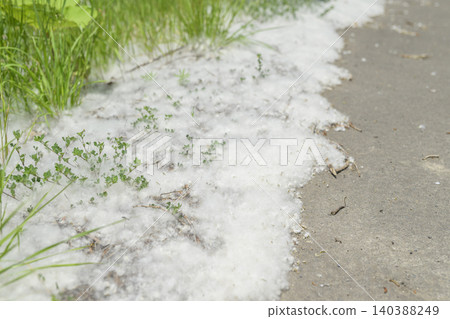 Poplar fluff accumulated on the sidewalk 140388249