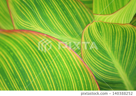 Colorful houseplant leaves bathed in soft light 140388252