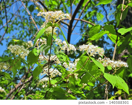 White flowers of Panicled hydrangea White flowers of Panicled hydrangea 140388301