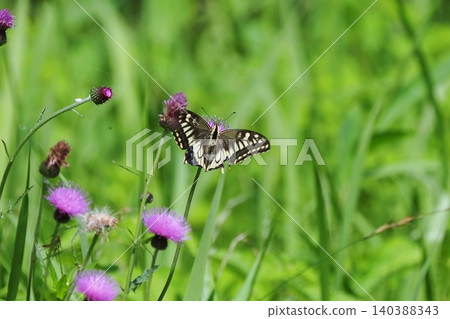 A swallowtail butterfly feeding on nectar from a thistle flower. A swallowtail butterfly feeding on nectar from a thistle flower. 140388343