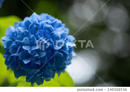 夢幻般的散景和藍色繡球花 夢幻般的散景和藍色繡球花 140388536