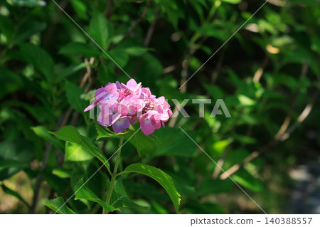 Pink hydrangeas blooming during the rainy season Pink hydrangeas blooming during the rainy season 140388557