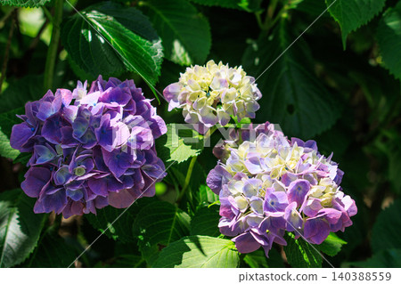 Beautiful hydrangeas with a gradient of colors Beautiful hydrangeas with a gradient of colors 140388559