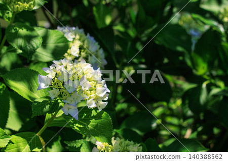 White hydrangea White hydrangea 140388562