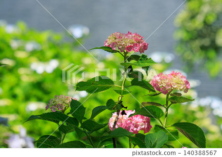 Hydrangeas blooming at the water's edge Hydrangeas blooming at the water's edge 140388567
