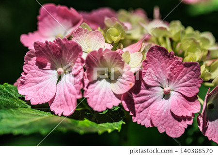 A close-up of a cluster of hydrangea flowers adorned with pink decorative blossoms. A close-up of a cluster of hydrangea flowers adorned with pink decorative blossoms. 140388570