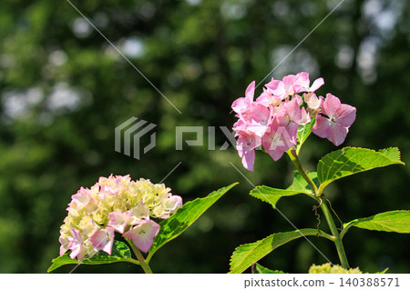 Pink hydrangeas blooming during the rainy season Pink hydrangeas blooming during the rainy season 140388571