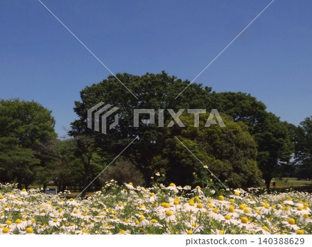A chamomile flower field surrounded by blue skies and trees. 140388629