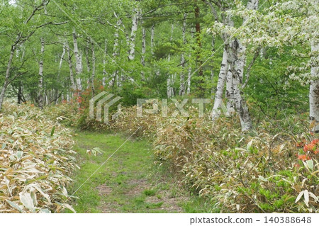 Small diameter of white birch Small diameter of white birch 140388648