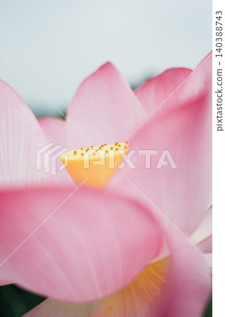 lotus flower, flower, bloom 140388743