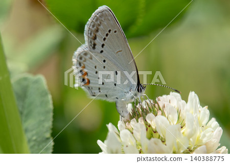 Close-up of a swallowtail butterfly perched on a white clover. Close-up of a swallowtail butterfly perched on a white clover. 140388775