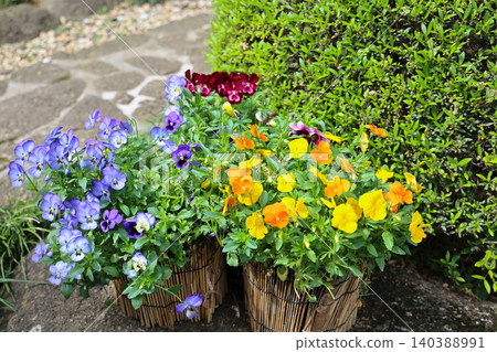 April 25 2026 Colorful Yellow And Orange Pansies In Garden Planter April 25 2026 Colorful Yellow And Orange Pansies In Garden Planter 140388991