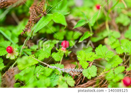 snake strawberry snake strawberry 140389125