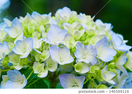 Hydrangea Hydrangea 140389128