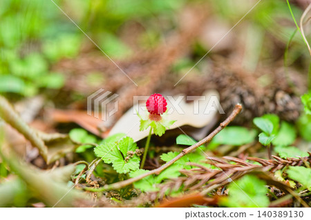 snake strawberry snake strawberry 140389130