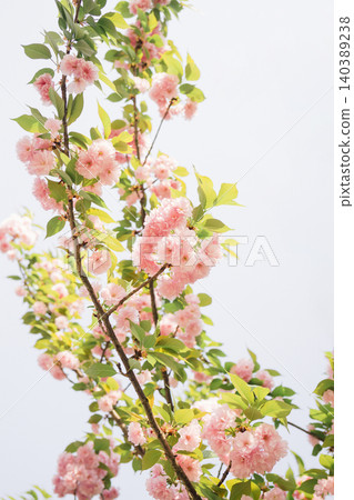 cherry blossom, sakura, flower 140389238