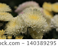 重瓣小菊花 140389295