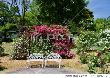 Roses in full bloom under a clear blue sky. 140389297