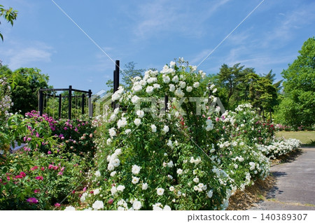 Roses in full bloom under a clear blue sky. Roses in full bloom under a clear blue sky. 140389307