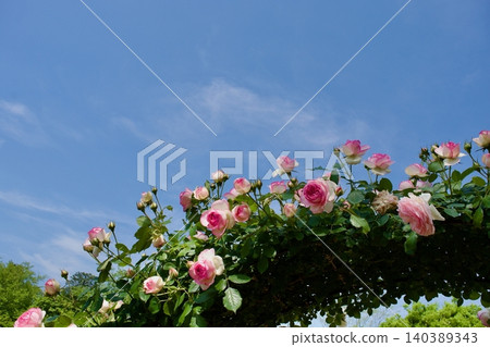 Roses in full bloom under a clear blue sky. Roses in full bloom under a clear blue sky. 140389343