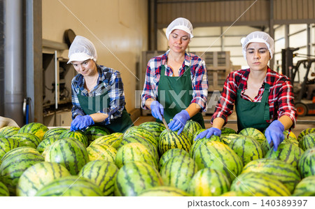 Women in uniform sorting watermelons in factory Women in uniform sorting watermelons in factory 140389397