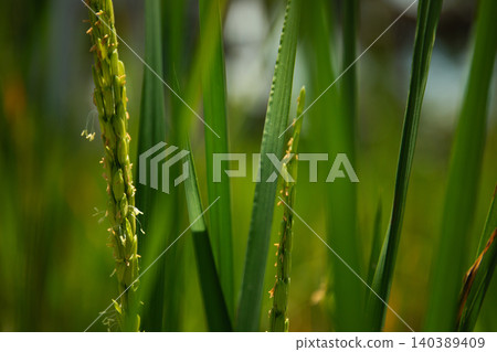 Rice plants display developing grains under bright sunlight Rice plants display developing grains under bright sunlight 140389409