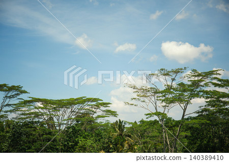 Vibrant green foliage contrasts with bright blue sky above 140389410