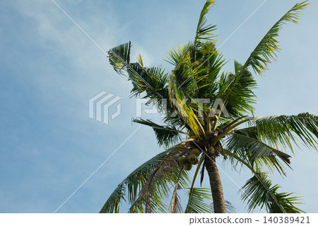 Coconut palm tree stands tall against a bright blue sky Coconut palm tree stands tall against a bright blue sky 140389421