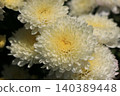 重瓣小菊花 140389448