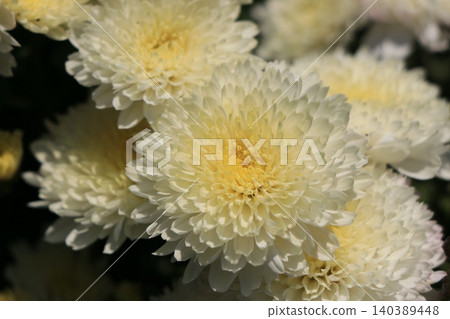 重瓣小菊花 140389448