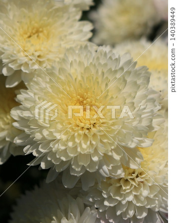 重瓣小菊花 重瓣小菊花 140389449