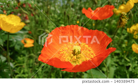 Orange poppies blooming against a backdrop of fresh greenery. Orange poppies blooming against a backdrop of fresh greenery. 140389475